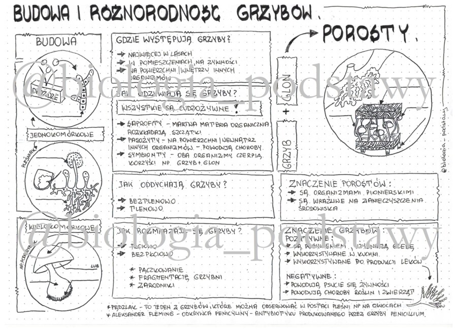 Klasa 5 - Grzyby i Porosty - sketchnotka