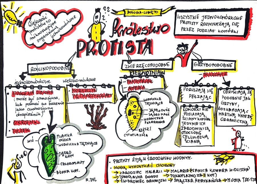 Klasa 5. Biologia. Protista (karta pracy kolorowa)