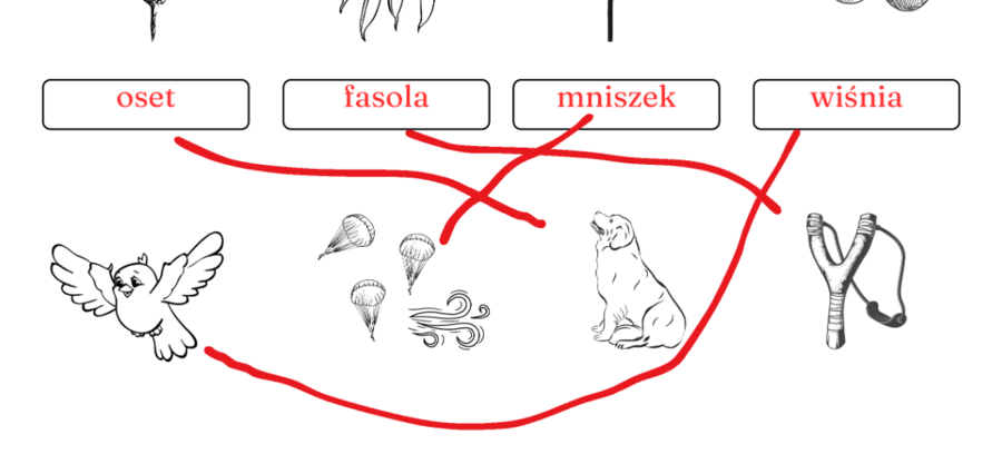 Sposoby rozprzestrzeniania się owoców/nasion