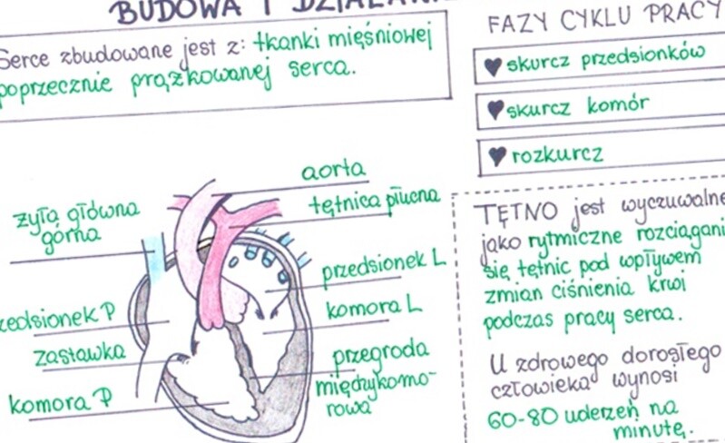 Budowa i działanie serca (sketchnotka)