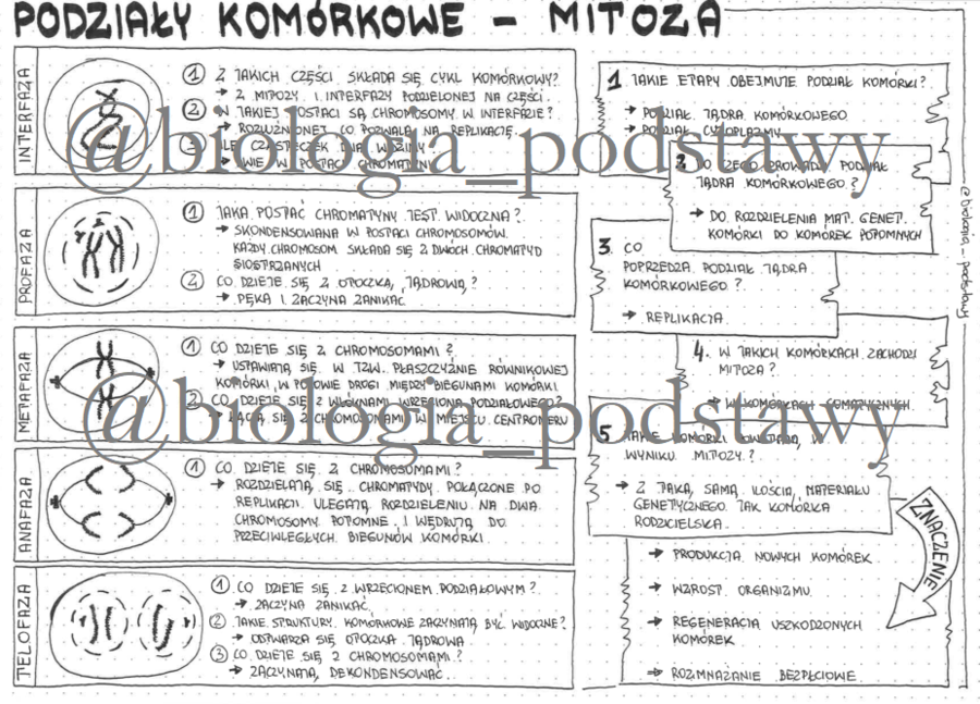 Klasa 8 - Mitoza - sketchnotka