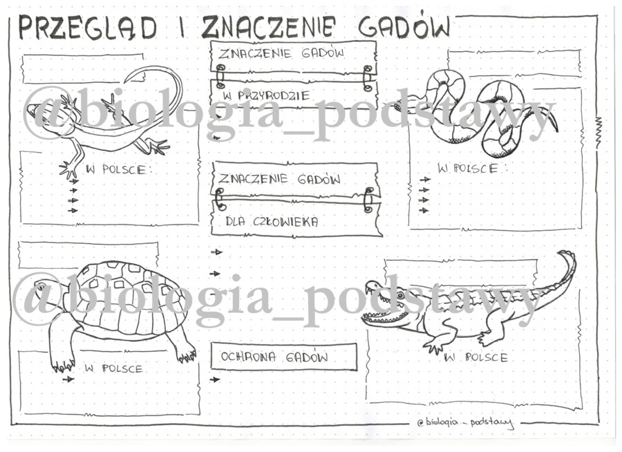 Klasa 6 - Gady - przegląd i znaczenie - KP