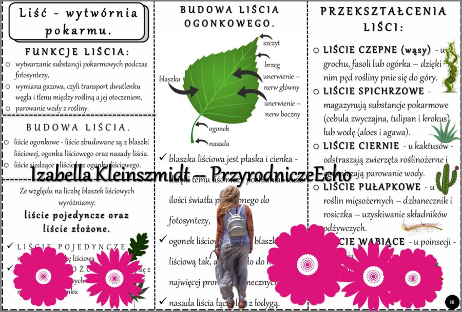 Sketchnotka/książeczka/notatka/wklejka/ściąga dla ucznia i przypomnienie dla nauczyciela/edukacja domowa. Temat „Liść - wytwórnia pokarmu”. Materiał w pdf. Biologia 5, dział „Tkanki i organy roślinne”. Nowość 2024/2025.