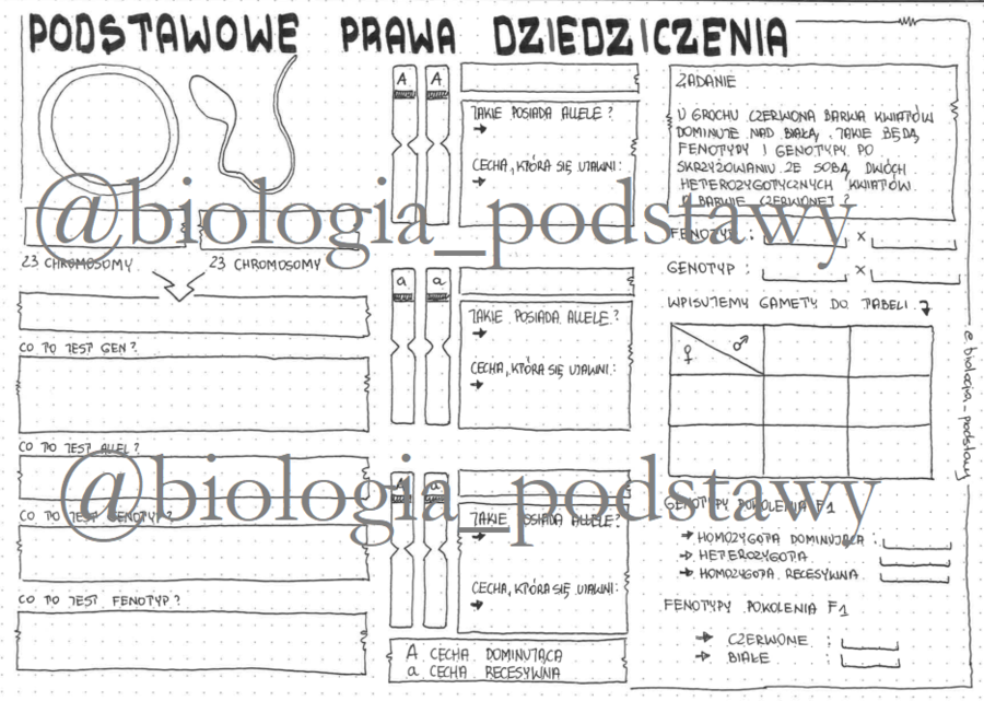 Klasa 8 - Podstawowe prawo dziedziczenia - sketchnotka