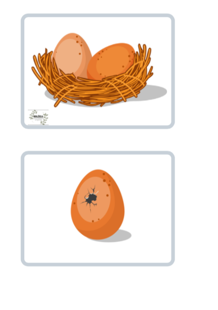 Historyjka obrazkowa - Wyklucie kurczaka