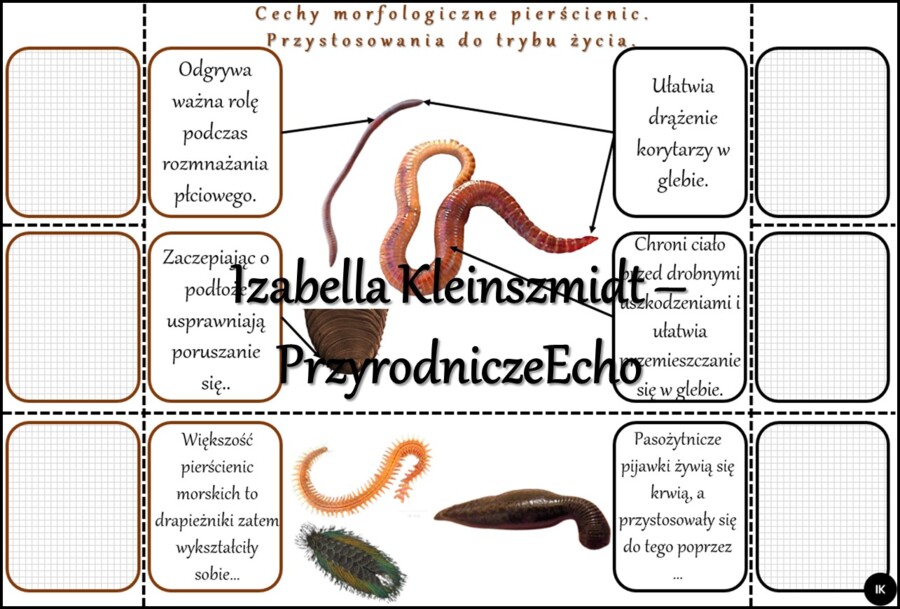 Notatka okienkowa/stacja zadaniowe/notatka interaktywna/notatka graficzna/karta pracy/sketchnotka „Pierścienice”, „Pierścienice-zwierzęta, które mają segmentowane ciało” w pdf. Biologia 5 , dział „Od parzydełkowców do pierścienic”. Materiał wykonany na p