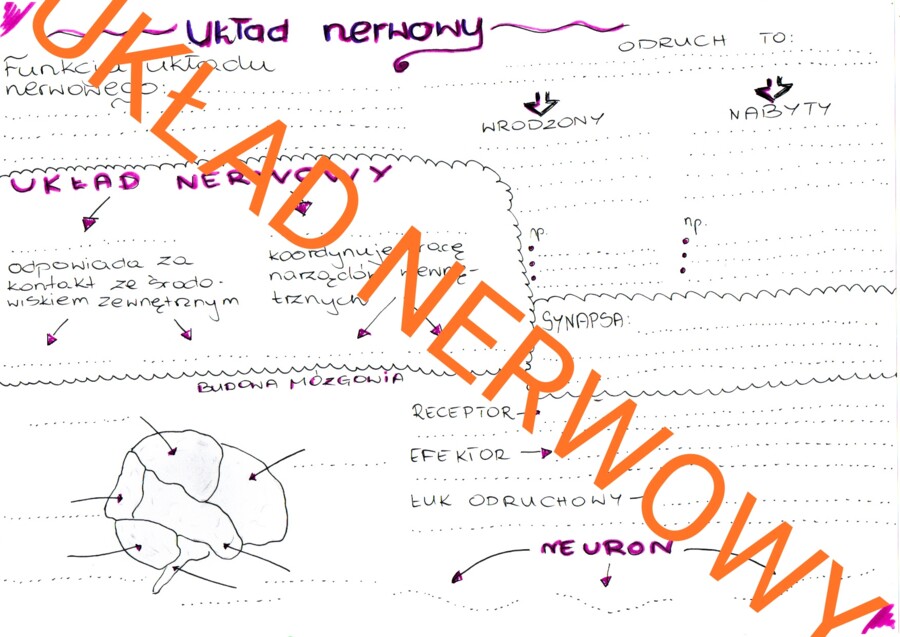 Układ nerwowy człowieka