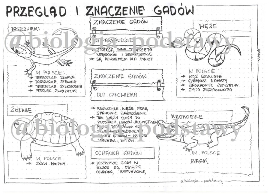 Klasa 6 - Gady - przegląd i znaczenie - sketchnotka