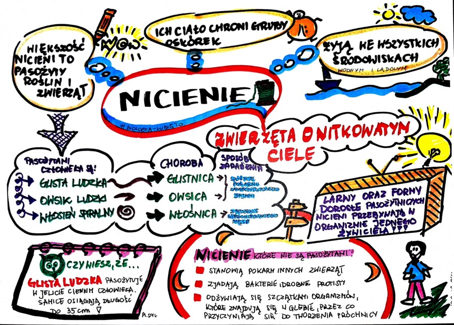 Klasa 6. Biologia. Nicienie (karta pracy kolorowa)