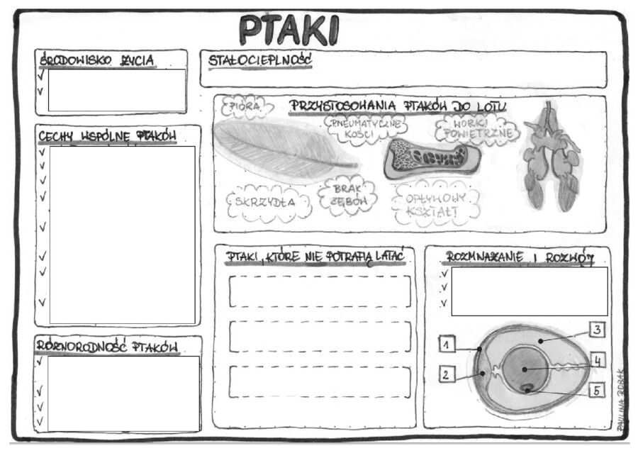 Ptaki (karta pracy) - klasa 6
