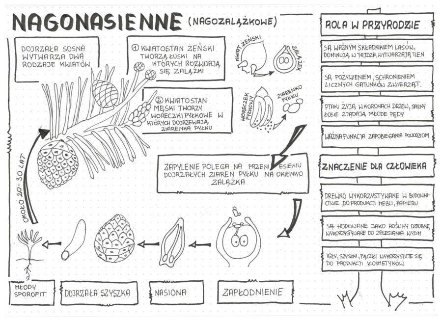 Nagonasienne - klasa 5 - sketchnotka