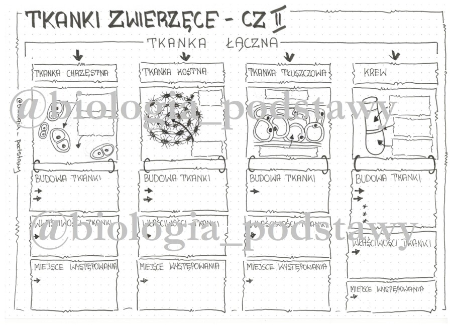 Klasa 6 - Tkanka łączna - karta pracy