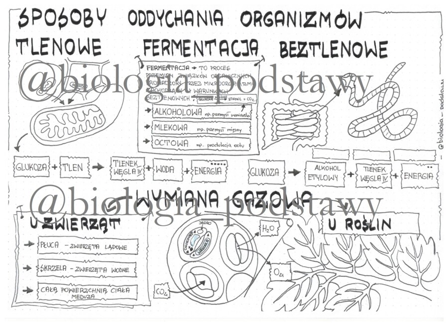 Klasa 5 - Sposoby oddychania organizmów - sketchnotka