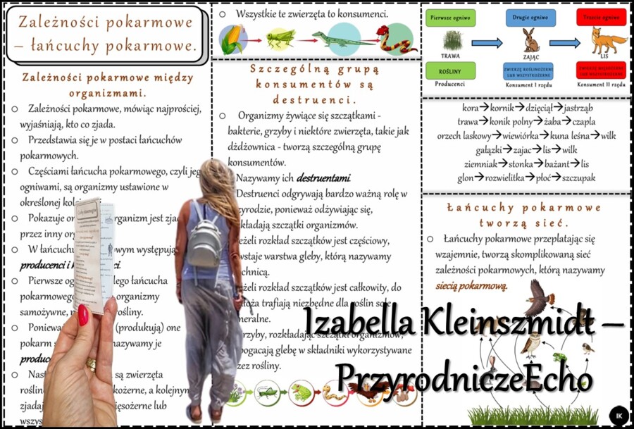 Książeczka/sketchnotka/notatka/wklejka/streszczenie dla ucznia i przypomnienie dla nauczyciela/edukacja domowa/materiał w pigułce. Temat „Zależności pokarmowe – łańcuchy pokarmowe” w pdf. Przyroda 4, dział „Poznajemy świat organizmów”. Nowość 2024/2025.