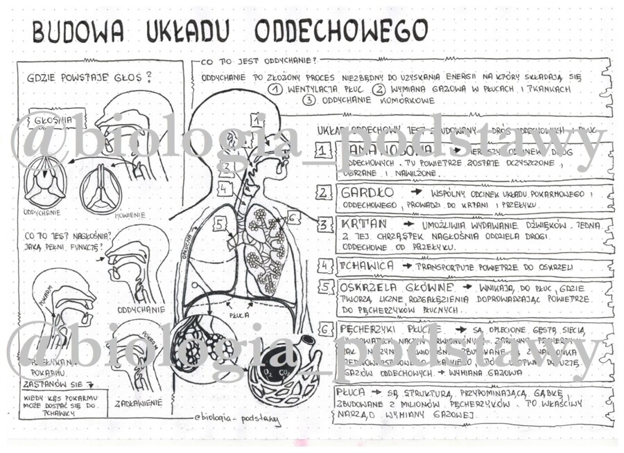 Klasa 7 - Budowa układu oddechowego - sketchnotka