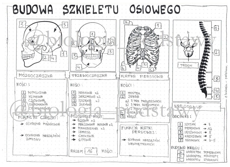 Klasa 7 - Budowa szkieletu osiowego - sketchnotka