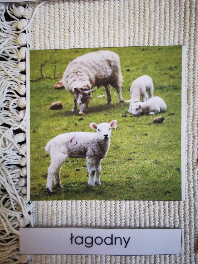 Zwierzęta - porównania - MDJO - bajki - karty montessori