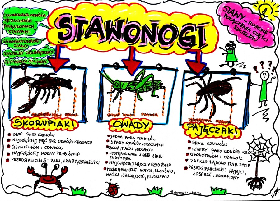 Klasa 6. Biologia. Stawonogi (karta pracy kolorowa)