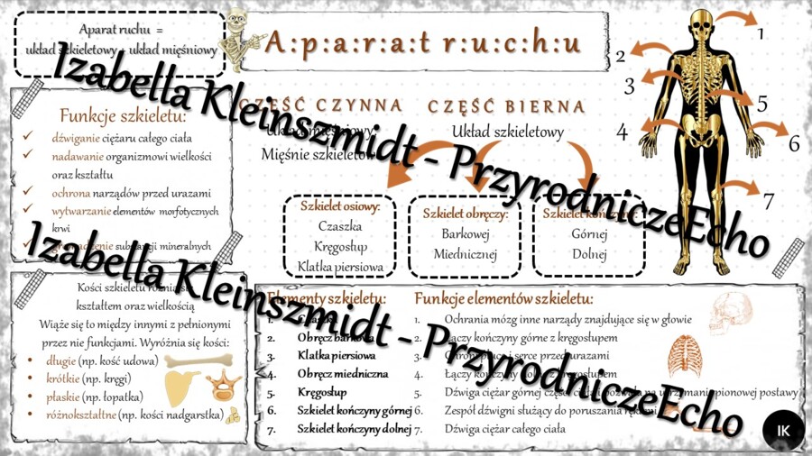 Sketchnotka - notatka „Aparat ruchu. Budowa szkieletu” wykonana w power point do edycji. Biologia 7; „Aparat ruchu”