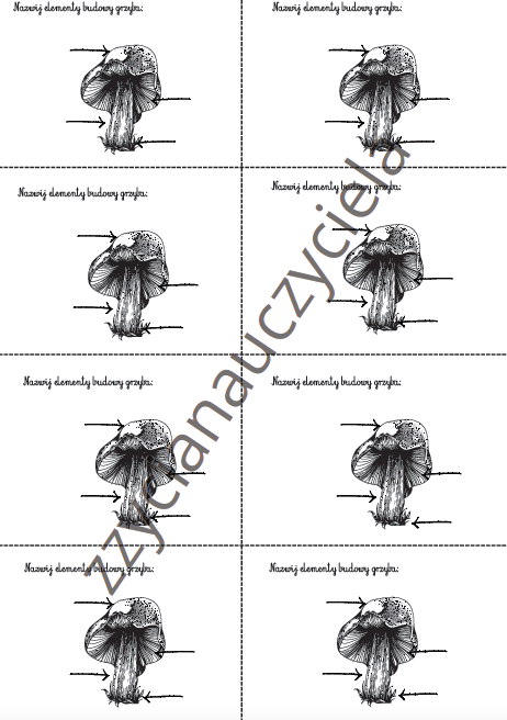 Budowa grzyba