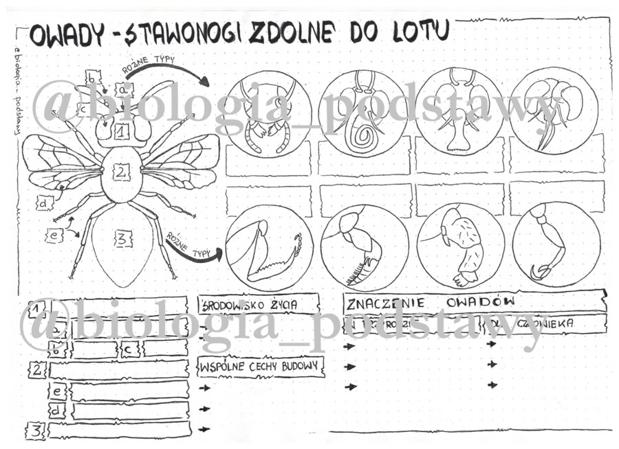 Klasa 6 - Owady - karta pracy