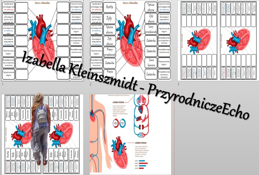 Notatka okienkowa „Budowa serca”. Biologia 7. „Układ krwionośny”
