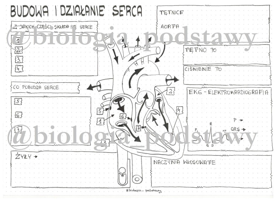 Klasa 7 - Budowa i działanie serca - KP