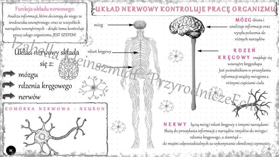 Sketchnotka „Układ nerwowy kontroluje pracę organizmu” w power point do edycji, PRZYRODA do klasy 4 – dział IV „Odkrywamy tajemnice ciała człowieka”