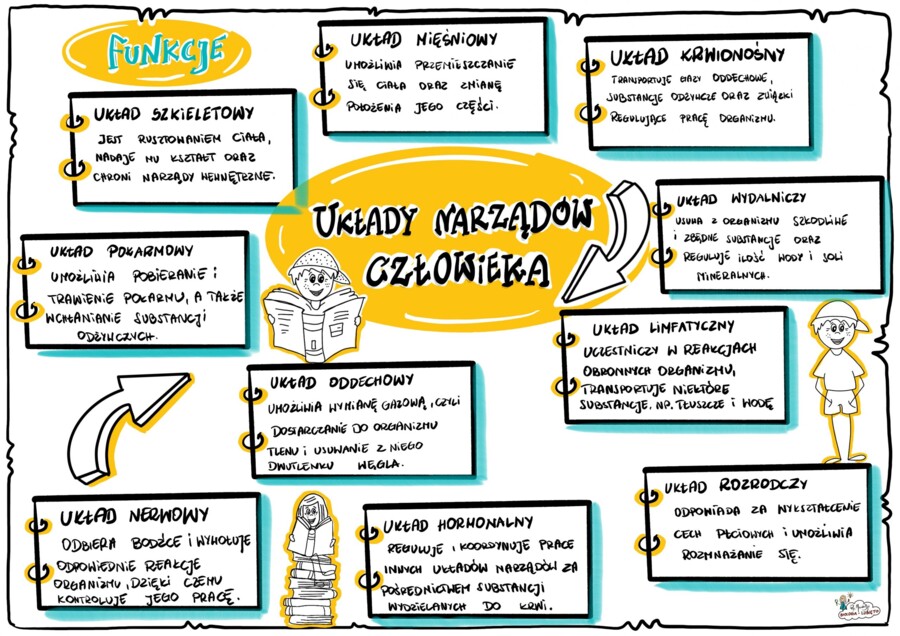 Klasa 7. Układy narządów człowieka. Wklejka.