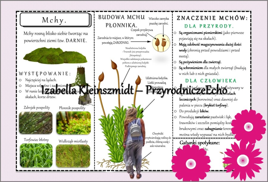 Sketchnotka/książeczka/notatka/wklejka/ściąga dla ucznia i przypomnienie dla nauczyciela/edukacja domowa. Temat „Mchy”. Materiał w pdf. Biologia 5, dział „Różnorodność roślin”. Nowość 2024/2025.