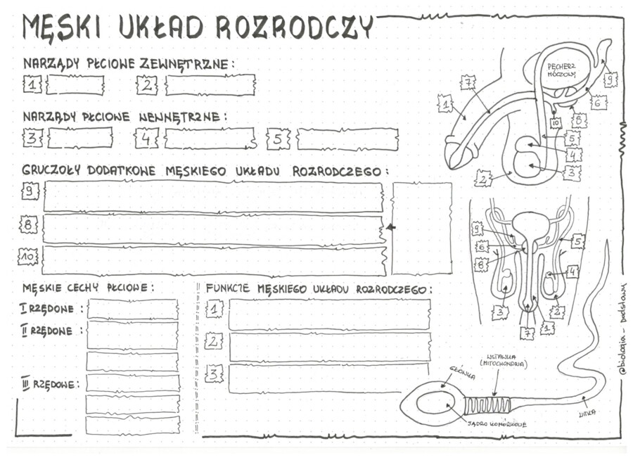 Męski układ rozrodczy - anatomia - klasa 7 - sketchnotka