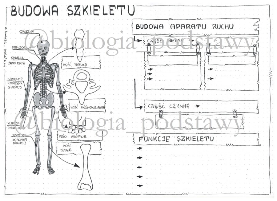Klasa 7 - Budowa szkieletu - karta pracy