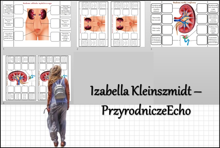Notatka okienkowa „Budowa układu wydalniczego”, „Budowa nerki”, „Budowa i działanie układu wydalniczego” w pdf. Biologia 7 dział „Układ wydalniczy”.