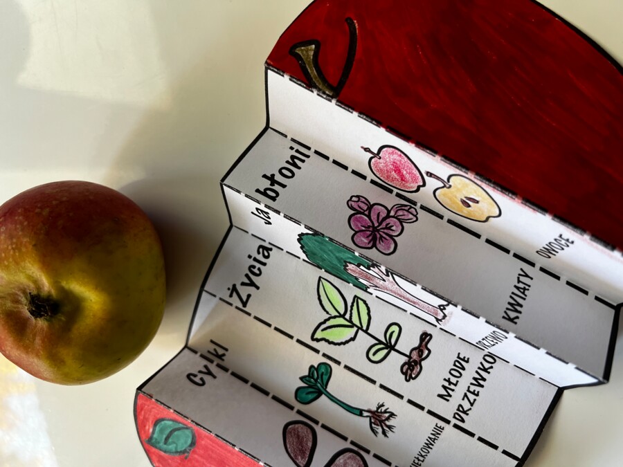 Cykl życia jabłoni