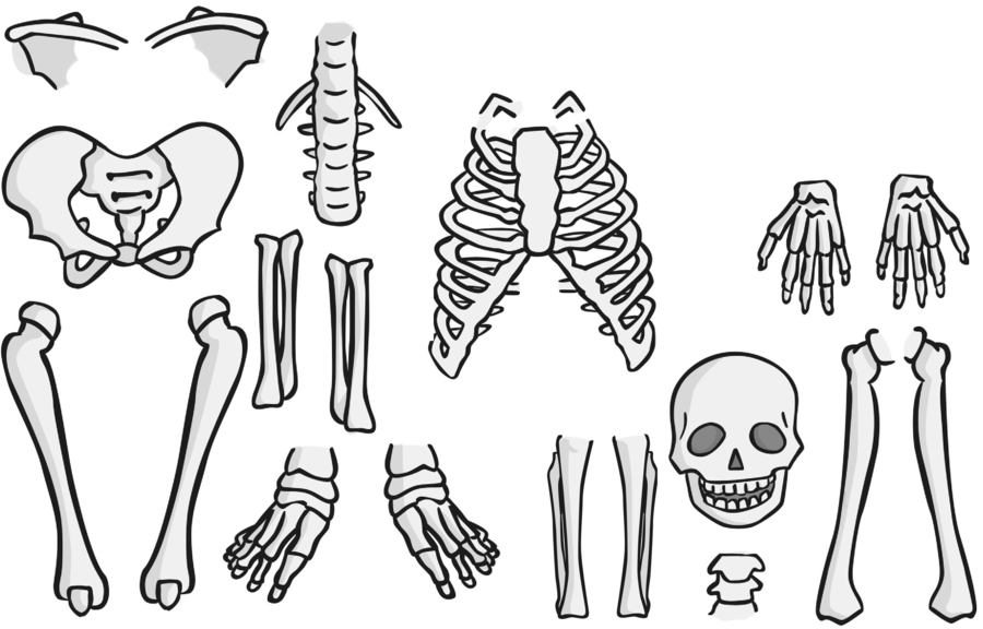Szkielet człowieka do wydrukowania