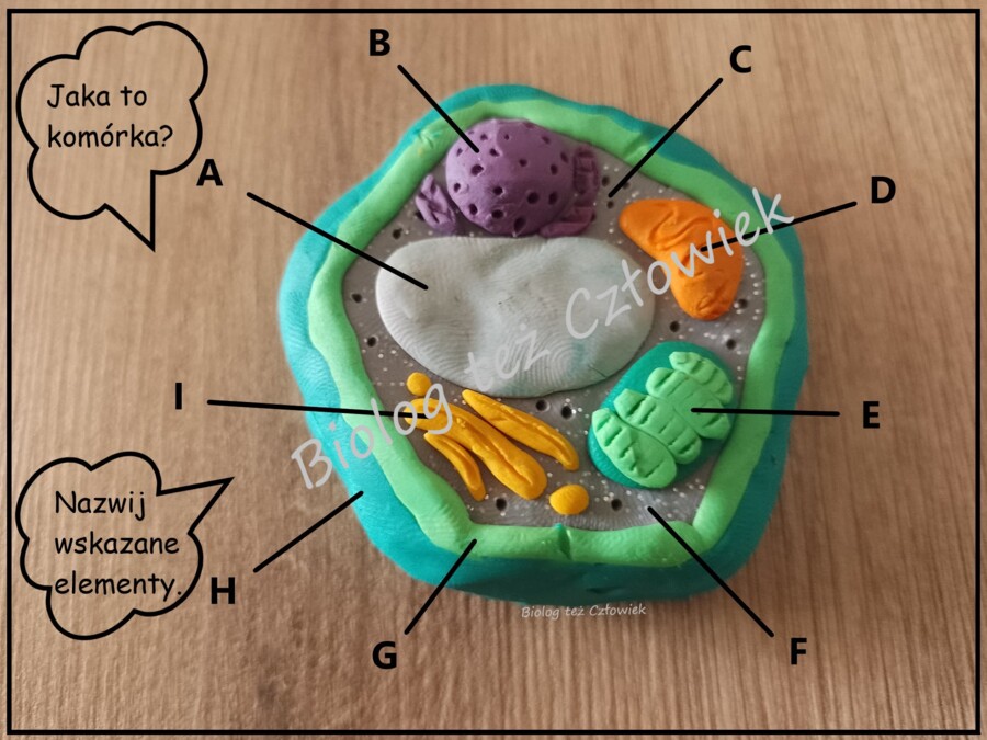Komórka roślinna - klasa 5