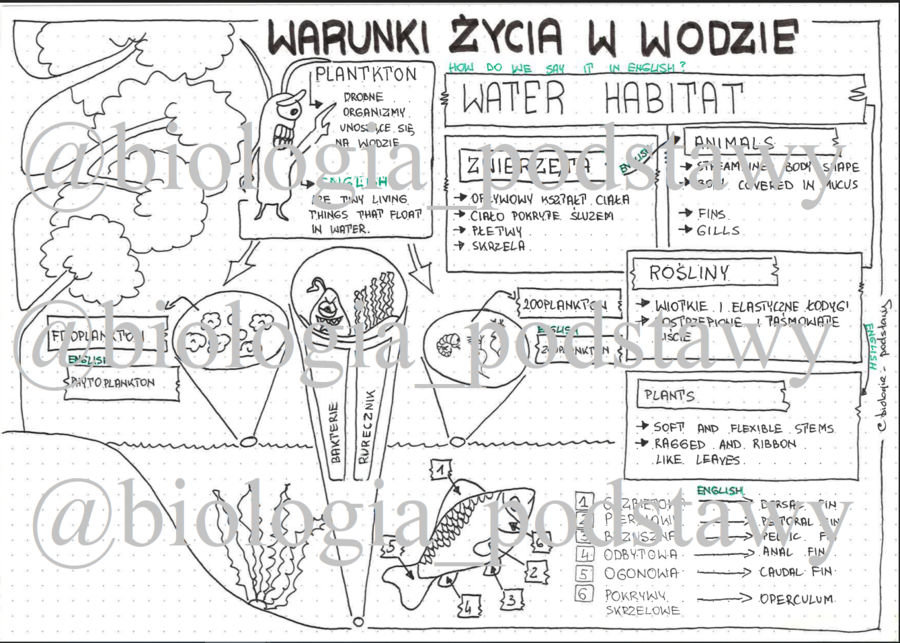 Klasa 4 -Warunki życia w wodzie - sketchnotka