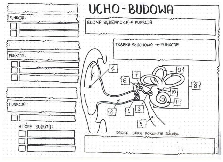 Budowa ucha - klasa 7 - KP