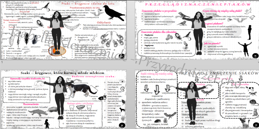 Zestaw sketchnotek – notatek do całego działu „Kręgowce stałocieplne” wykonanych w power point do edycji. Biologia 6