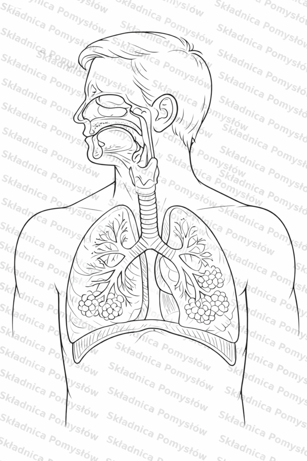UKŁAD ODDECHOWY - plakat XL - kolorowanka - 4xA4 - miniatura A4