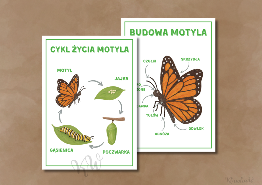 Dzień Motyla - zestaw