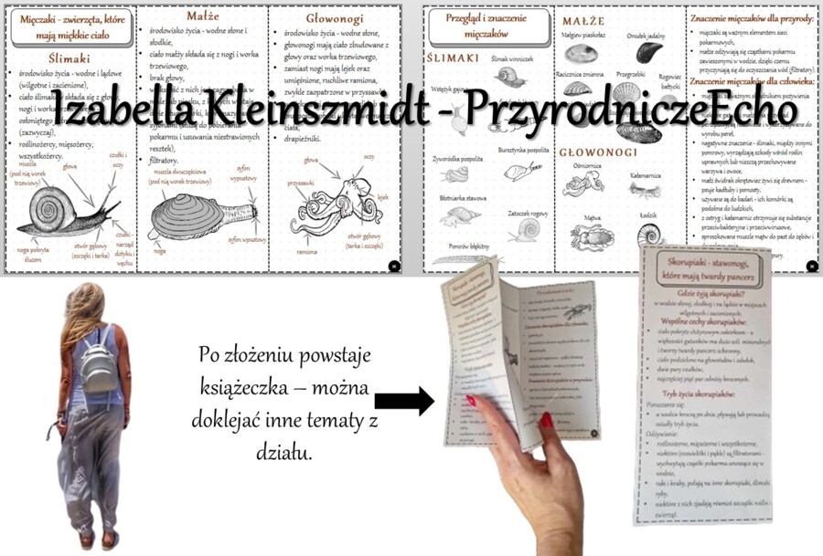 Broszurka/notatka/sketchnotka/wklejka/ściąga dla ucznia/przypomnienie dla nauczyciela w pdf. Biologia 6 „Stawonogi i mięczaki” – „Mięczaki-zwierzęta, które mają muszlę”.