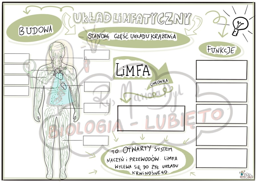 Klasa 7. Układ limfatyczny. Karta pracy