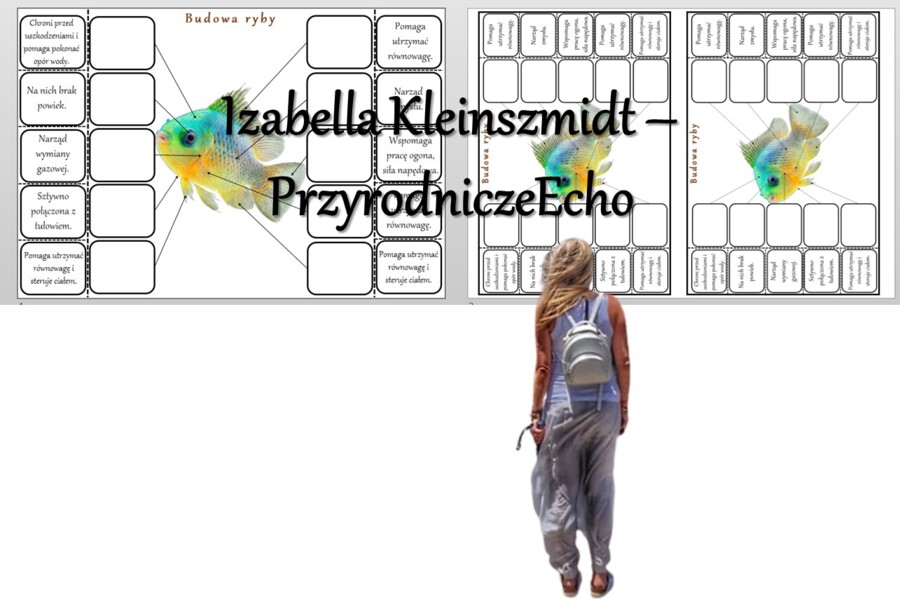 Notatka okienkowa „Budowa ryby”, „Ryby – kręgowce środowisk wodnych” w pdf. Biologia 6, dział „Kręgowce zmiennocieplne”.