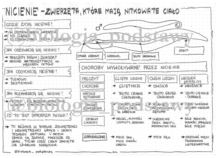 Klasa 6 - Nicienie - sketchnotka