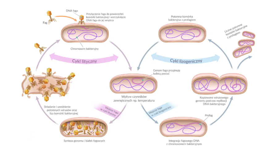 wirusy - molekularne pasożyty 2 KLASA BIOLOGIA ROZSZERZONA