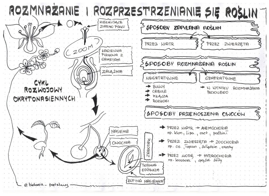 okrytonasienne cz.2 - klasa 5 - sketchnotka