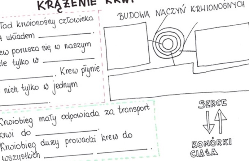 Krążenie krwi (karta pracy)
