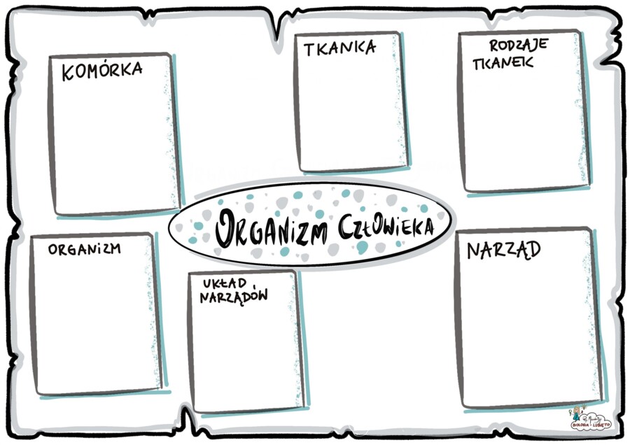 Klasa 7 - Organizm Człowieka - KP