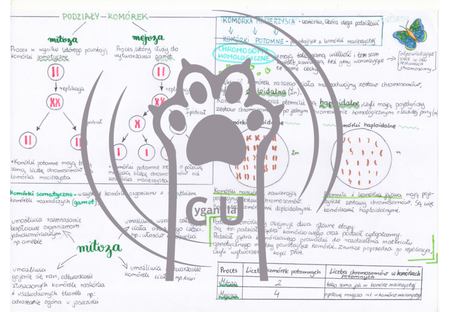 MEGA PAKA: Genetyka & Podziały Komórkowe – Notatki Wizualne: Mitoza, Mejoza, DNA, Krzyżówki genetyczne